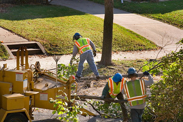 Why Choose Our Tree Removal Services in Sparks, TX?