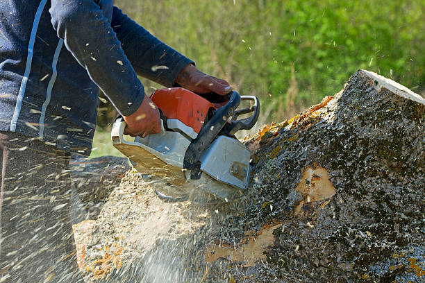 Best Palm Tree Trimming  in Sparks, TX